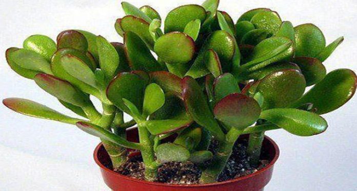 Crassula Plant Benefits